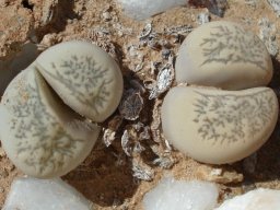 Lithops herrei dry capsules by the leaves